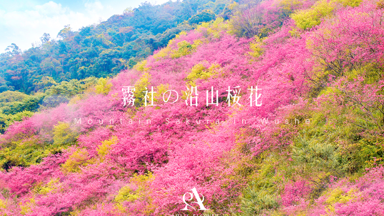台灣的櫻花種類